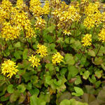 Ligularia x hessei 'Little Lantern' - Kruiskruid