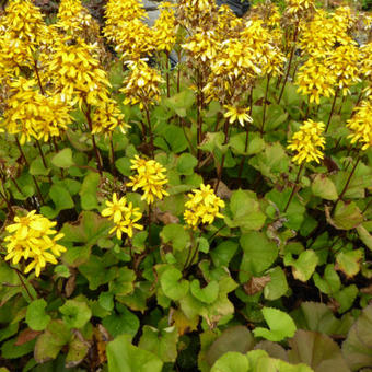 Ligularia x hessei 'Little Lantern'