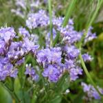 Limonium latifolium 'The Butler' - Lamsoor, zeelavendel