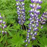 lupine - Lupinus  russell 'The Governor'