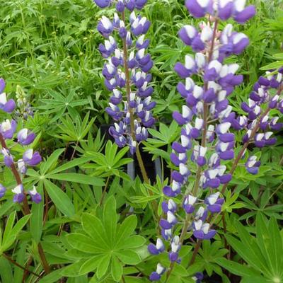 Lupinus  russell 'The Governor' - lupine