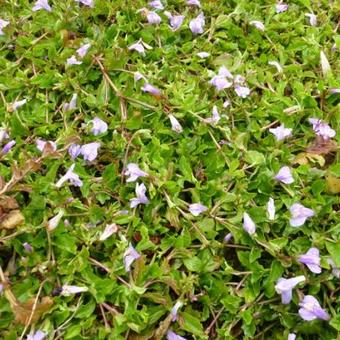 Mazus reptans