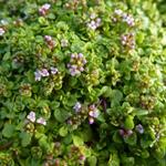 Mentha requienii - Corsicaanse munt - Mentha requienii