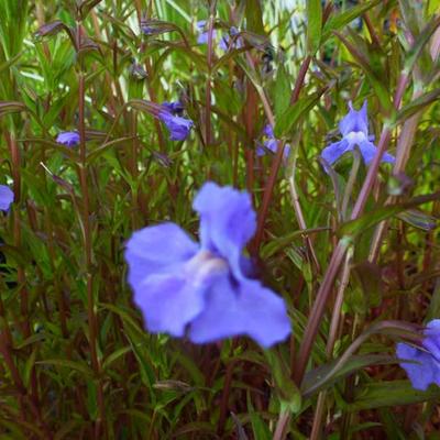 Mimulus ringens - Maskerbloem