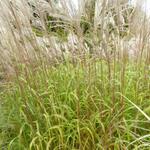 Miscanthus sinensis 'Blütenwunder' - Prachtriet