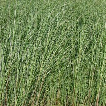 Miscanthus sinensis 'Gracillimus'