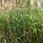 Miscanthus sinensis 'Grosse Fontäne' - Prachtriet