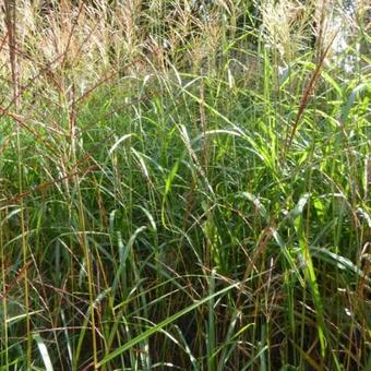 Miscanthus sinensis 'Grosse Fontäne'