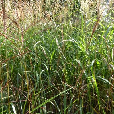 Prachtriet - Miscanthus sinensis 'Grosse Fontäne'