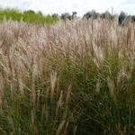 Miscanthus sinensis 'Kleine Silberspinne' - Prachtriet