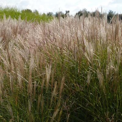 Miscanthus sinensis 'Kleine Silberspinne' - prachtriet