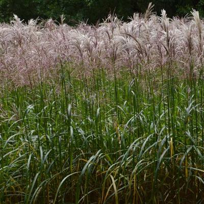 Miscanthus sinensis 'Malepartus' - Chinees Prachtriet