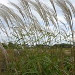 Miscanthus sinensis 'Silberfeder' - Prachtriet