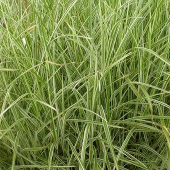 Miscanthus sinensis 'Variegatus'