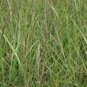 Miscanthus sinensis 'Vorläufer'