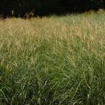 Miscanthus sinensis 'Yaku Jima' - Prachtriet