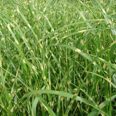 Miscanthus sinensis 'Zebrinus' - Prachtriet, Tijgergras