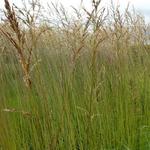 Molinia caerulea subsp. arundinacea 'Fontäne' - Pijpenstrootje