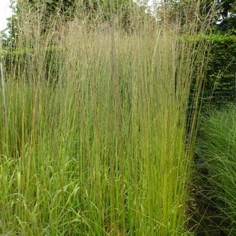 Molinia caerulea subsp. arundinacea 'Windsaule'