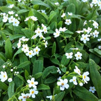 Moeras vergeet mij nietje, Wit moeras vergeet mij nietje - Myosotis palustris 'Ice Pearl'