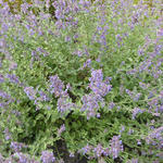 Nepeta faassenii 'Six Hill's Gold' - Kattekruid