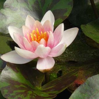 Nymphaea ‘Aurora’