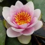 Nymphaea 'Fabiola' - Waterlelie 