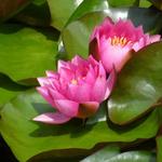 Nymphaea 'James Brydon'  - Waterlelie