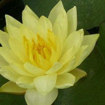 Nymphaea 'Joey Tomocik'