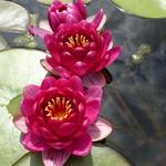 Nymphaea 'Laydekeri Purpurata' - Waterlelie