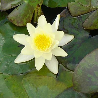 Waterlelie - Nymphaea 'Marliacea Chromatella' 