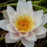 Nymphaea 'Marliacea Rosea' - Waterlelie