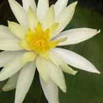 Nymphaea 'Sulphurea' - Waterlelie - Nymphaea 'Sulphurea'