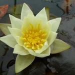 Nymphaea 'Pygmaea Helvola' - Waterlelie, dwergwaterlelie