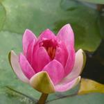 Nymphaea 'Pygmaea Rubra' - Waterlelie, dwergwaterlelie