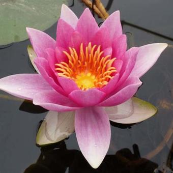 Nymphaea 'René Gérard'