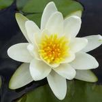 Nymphaea 'Richardsonii - Waterlelie