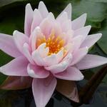 Nymphaea 'Rose Arey' - Waterlelie