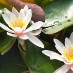 Nymphaea 'Rosennymphe' - Waterlelie 'Rosennymphe'