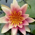 Nymphaea 'Sioux' - Waterlelie - Nymphaea 'Sioux'