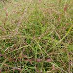 Panicum virgatum 'Hänse Herms' - Vingergras