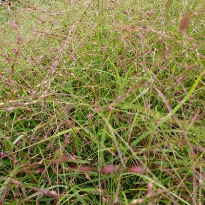 Vingergras - Panicum virgatum 'Hänse Herms'