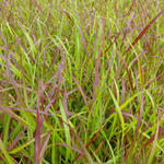 Panicum virgatum 'Rotstrahlbusch' - Vingergras