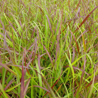 Panicum virgatum 'Rotstrahlbusch'