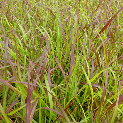 Vingergras - Panicum virgatum 'Rotstrahlbusch'