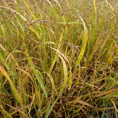 Vingergras - Panicum virgatum 'Stäfa'