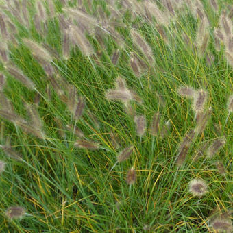 Pennisetum alopecuroides