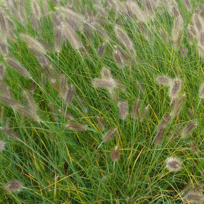 Pennisetum alopecuroides - Lampepoetsergras