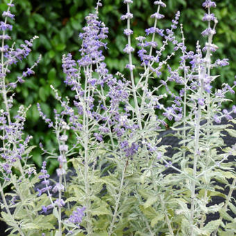 Perovskia atriplicifolia 'Silvery Blue'