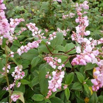 Persicaria campanulata